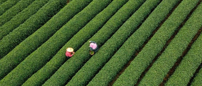 新茶饮还能卷什么？